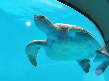 沖縄美ら海水族館に投稿された画像（2026/5/5）