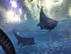 沖縄美ら海水族館に投稿された画像（2026/5/5）
