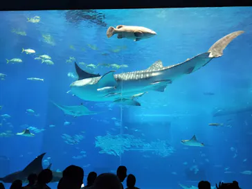 沖縄美ら海水族館に投稿された画像（2026/5/5）