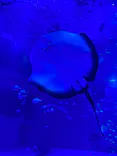 のとじま水族館に投稿された画像（2026/5/5）