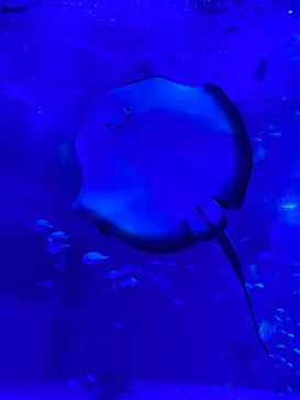 のとじま水族館に投稿された画像（2026/5/5）