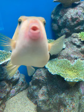 のとじま水族館に投稿された画像（2026/5/5）