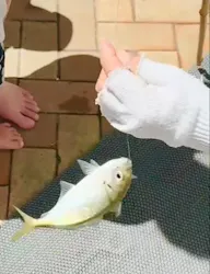 志摩市浜島磯体験施設 海ほおずきに投稿された画像（2026/5/5）
