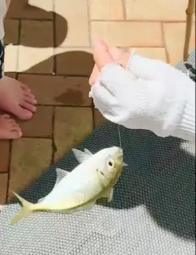 志摩市浜島磯体験施設 海ほおずきに投稿された画像（2026/5/5）