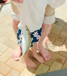 志摩市浜島磯体験施設 海ほおずきに投稿された画像（2026/5/5）