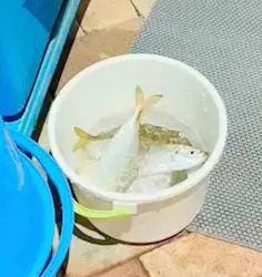 志摩市浜島磯体験施設 海ほおずきに投稿された画像（2026/5/5）