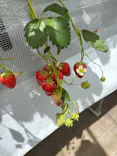 Strawberry Farm シャインベリーに投稿された画像（2026/5/5）