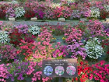 滋賀農業公園ブルーメの丘に投稿された画像（2026/5/5）