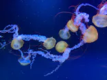 すみだ水族館に投稿された画像（2026/5/5）
