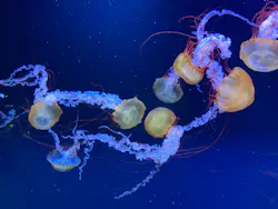 すみだ水族館に投稿された画像（2026/5/5）
