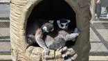 東武動物公園に投稿された画像（2026/5/5）