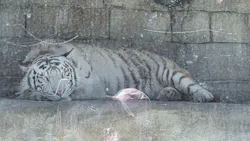 東武動物公園に投稿された画像（2026/5/5）