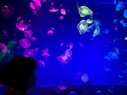 名古屋港水族館に投稿された画像（2026/5/5）