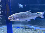 サケのふるさと 千歳水族館に投稿された画像（2026/5/5）