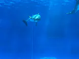 名古屋港水族館に投稿された画像（2026/5/5）