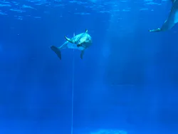 名古屋港水族館に投稿された画像（2026/5/5）