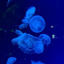 名古屋港水族館に投稿された画像（2026/5/5）