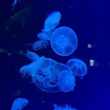 名古屋港水族館に投稿された画像（2026/5/5）