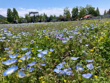 滋賀農業公園ブルーメの丘に投稿された画像（2026/5/5）