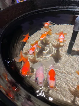 AQUARIUM × ART　atoaに投稿された画像（2026/5/5）