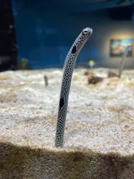 AQUARIUM × ART　atoaに投稿された画像（2026/5/5）