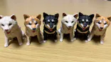 はしもとみお木彫展 いきものたちとの旅（氷見市芸術文化館）に投稿された画像（2026/5/5）