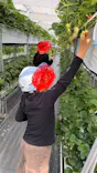甘熟いちごや燦燦園に投稿された画像（2026/5/5）