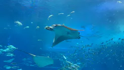 沖縄美ら海水族館に投稿された画像（2026/5/5）