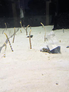 京都水族館に投稿された画像（2026/5/5）