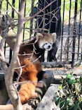 秋田市大森山動物園に投稿された画像（2026/5/5）