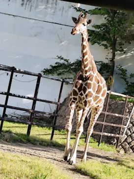 秋田市大森山動物園に投稿された画像（2026/5/5）
