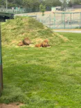 岩手サファリパークに投稿された画像（2026/5/5）