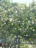 名古屋市東山動植物園に投稿された画像（2026/5/5）