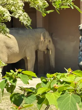名古屋市東山動植物園に投稿された画像（2026/5/5）