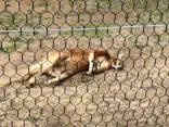 秋田市大森山動物園に投稿された画像（2026/5/5）