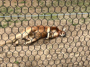 秋田市大森山動物園に投稿された画像（2026/5/5）