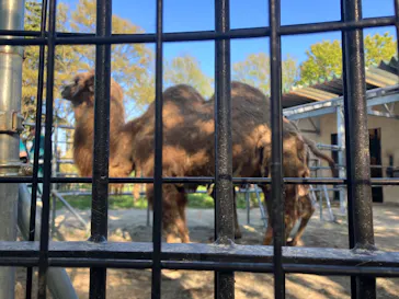 秋田市大森山動物園に投稿された画像（2026/5/5）