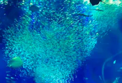 アクアワールド茨城県大洗水族館に投稿された画像（2026/5/5）