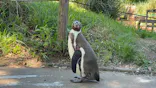 こども動物自然公園（埼玉県公園緑地協会）に投稿された画像（2026/5/5）