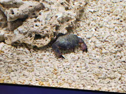 世界淡水魚園水族館　アクア・トトぎふに投稿された画像（2026/5/5）