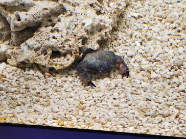 世界淡水魚園水族館　アクア・トトぎふに投稿された画像（2026/5/5）
