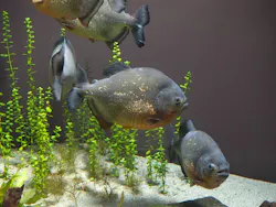 世界淡水魚園水族館　アクア・トトぎふに投稿された画像（2026/5/5）