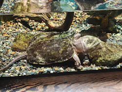 世界淡水魚園水族館　アクア・トトぎふに投稿された画像（2026/5/5）