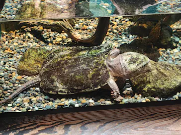 世界淡水魚園水族館　アクア・トトぎふに投稿された画像（2026/5/5）