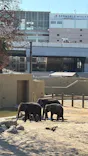 天王寺動物園に投稿された画像（2026/5/5）