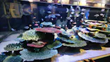 竹島水族館に投稿された画像（2026/5/5）