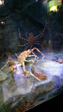 竹島水族館に投稿された画像（2026/5/5）