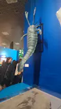 特別展「大絶滅展―生命史のビッグファイブ」に投稿された画像（2026/5/5）