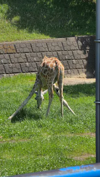 千葉市動物公園に投稿された画像（2026/5/5）