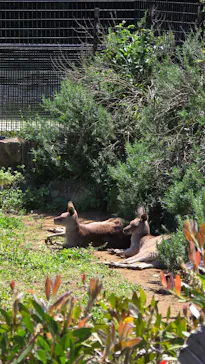 千葉市動物公園に投稿された画像（2026/5/5）